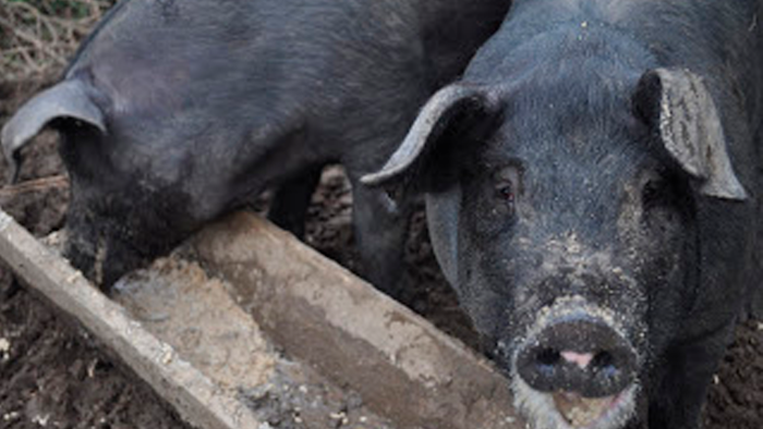 Pigs