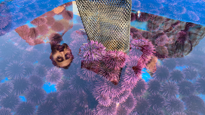 A container at the Bodega Marine Lab in Bodega Bay, California holds hundreds of live purple urchins harvested from the Mendocino County coast where they have been decimating kelp forests. Tens of millions of voracious purple sea urchins that have already chomped their way through towering underwater kelp forests in California are now spreading north to Oregon.