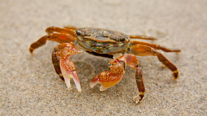 Shore Crab