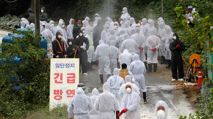 Quarantine officials arrive to slaughter pigs at a farm with a confirmed African swine fever in Paju, South Korea.