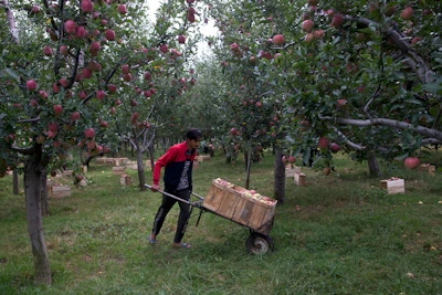 In this Oct. 6 photo, a Kashmiri farmer Imtiyaz Ahmad transports apples on a wheelbarrow inside his orchard in Wuyan, south of Srinagar Indian-controlled Kashmir.