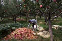 In this Oct. 6 photo, Kashmiri farmer Rayees Ahmad shows a pile of rotten apples inside his orchard in Wuyan, south of Srinagar Indian-controlled Kashmir.