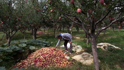In this Oct. 6 photo, Kashmiri farmer Rayees Ahmad shows a pile of rotten apples inside his orchard in Wuyan, south of Srinagar Indian-controlled Kashmir.
