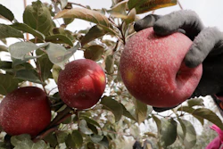 In this photo taken Oct. 15, a Cosmic Crisp apple, partially coated with a white kaolin clay to protect it from sunburn, is picked at an orchard in Wapato, WA.