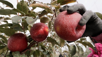 In this photo taken Oct. 15, a Cosmic Crisp apple, partially coated with a white kaolin clay to protect it from sunburn, is picked at an orchard in Wapato, WA.