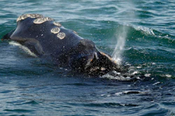 In this March 28, 2018 file photo, a North Atlantic right whale feeds on the surface of Cape Cod bay off the coast of Plymouth, MA.