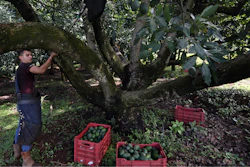 A farmhand harvests avocados at an orchard, near Ziracuaretiro, Michoacan state, Mexico. Avocado pickers earn an attractive wage for the region but the work is seasonal and so physically demanding that few can continue working beyond the age of 45.