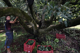 A farmhand harvests avocados at an orchard, near Ziracuaretiro, Michoacan state, Mexico. Avocado pickers earn an attractive wage for the region but the work is seasonal and so physically demanding that few can continue working beyond the age of 45.