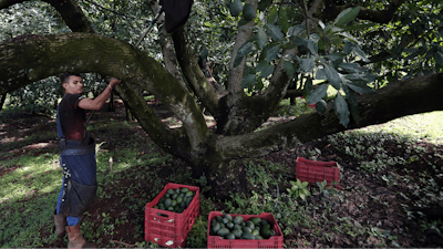 A farmhand harvests avocados at an orchard, near Ziracuaretiro, Michoacan state, Mexico. Avocado pickers earn an attractive wage for the region but the work is seasonal and so physically demanding that few can continue working beyond the age of 45.