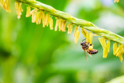 Bee Pollinating Corn Flower