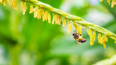 Bee Pollinating Corn Flower