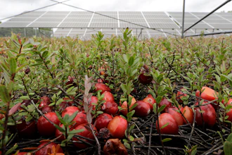 In this photo, cranberries grow in a cranberry bog near solar arrays in Carvar, MA.
