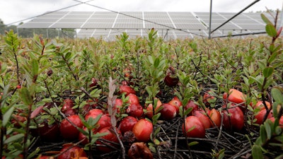 In this photo, cranberries grow in a cranberry bog near solar arrays in Carvar, MA.