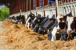 Dairy Farm Holsteins