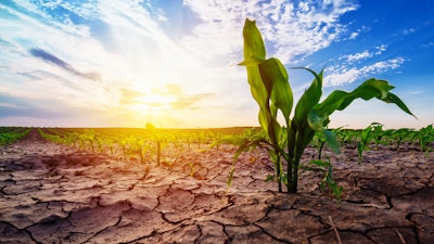 Dry Corn Field