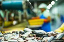 Fish Processing