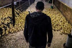 Marcus Henley, operations manager for Hudson Valley Foie Gras duck farm, tours a barn in Ferndale, N.Y.