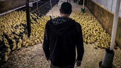 Marcus Henley, operations manager for Hudson Valley Foie Gras duck farm, tours a barn in Ferndale, N.Y.