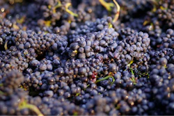 Grapes
