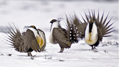In this April 20, 2013 file photo, male greater sage grouse perform mating rituals for a female grouse, not pictured, on a lake outside Walden, Colo. A federal judge on Wednesday, Oct.16, 2019, has temporarily blocked the Trump administration rules that eased restrictions on oil and gas drilling and other development on portions of seven U.S. Western states.