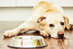 Hungry Doggie 5d924d293f02e