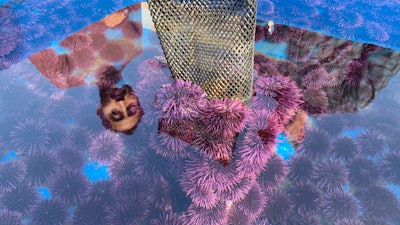 A container at the Bodega Marine Lab in Bodega Bay, California holds hundreds of live purple urchins harvested from the Mendocino County coast where they have been decimating kelp forests. Tens of millions of voracious purple sea urchins that have already chomped their way through towering underwater kelp forests in California are now spreading north to Oregon.