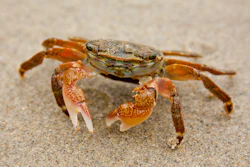 Shore Crab