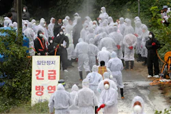 Quarantine officials arrive to slaughter pigs at a farm with a confirmed African swine fever in Paju, South Korea.