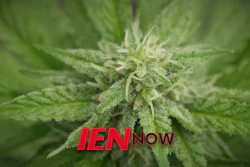 Hemp