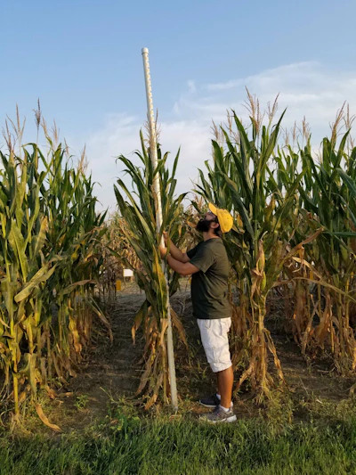 First author, Abiskar Gyawali, measuring the heights of plants in the field.