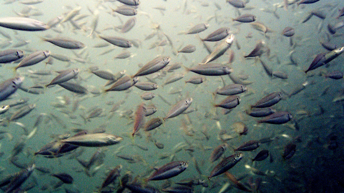 This Oct. 15, 2004 file photo shows a school of menhaden on the coast of Virginia Beach, VA.
