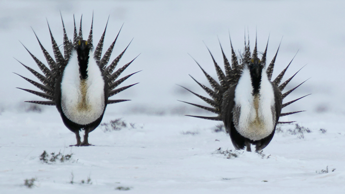 The Greater Sage Grouse perform a mating ritual on a lake near Walden, Colorado.