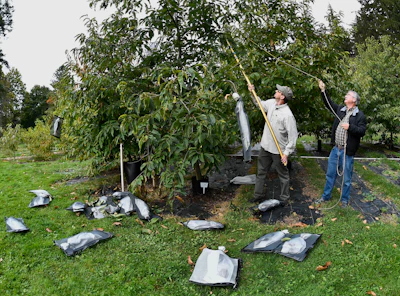 Andy Newhouse, left, and William Powell harvest genetically modified chestnut samples at the State University of New York's College of Environmental Science & Forestry's Lafayette Road Experiment Station in Syracuse, NY on Sept. 30, 2019.