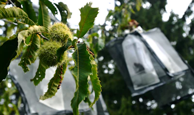 Two unmodified, open-pollinated chestnut burs, left, grow near several hand-pollinated, genetically modified samples, in bags at right, at the State University of New York's College of Environmental Science & Forestry Lafayette Road Experiment Station in Syracuse, NY on Sept. 30, 2019.