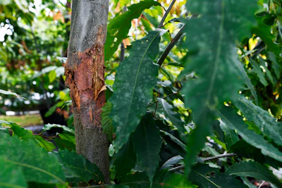 An American chestnut tree's trunk shows signs of blight at the State University of New York's College of Environmental Science & Forestry Lafayette Road Experiment Station in Syracuse, NY on Sept. 30, 2019.