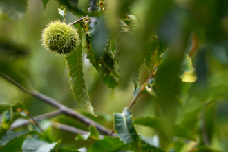 An unmodified, open-pollinated American chestnut bur grows on a tree at the State University of New York's College of Environmental Science & Forestry Lafayette Road Experiment Station in Syracuse, NY on Sept. 30, 2019.