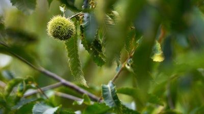 An unmodified, open-pollinated American chestnut bur grows on a tree at the State University of New York's College of Environmental Science & Forestry Lafayette Road Experiment Station in Syracuse, NY on Sept. 30, 2019.