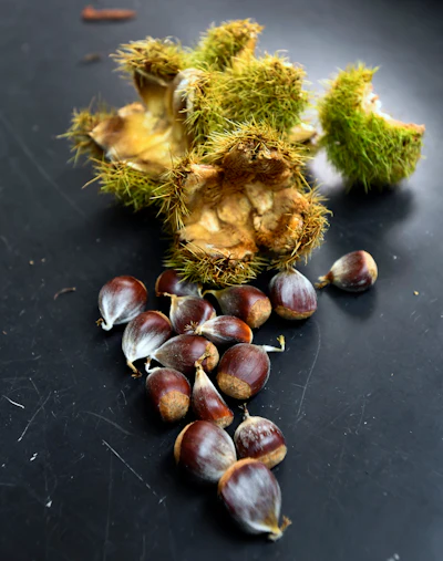 Genetically modified chestnuts lay near the burs they came from in a lab at the State University of New York's College of Environmental Science & Forestry in Syracuse, NY, on Sept. 30, 2019.