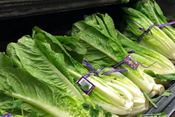 This Nov. 20, 2018 file photo shows Romaine Lettuce in Simi Valley, CA. Health officials are disclosing another E. coli outbreak linked to romaine lettuce from the summer 2019, but say it appears to be over.