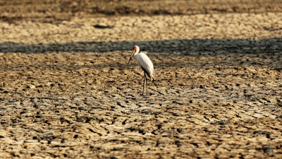 In this Oct, 27, 2019 photo, a bird stands on a sun-baked pool that used to be a perennial water supply in Mana Pools National Park, Zimbabwe.