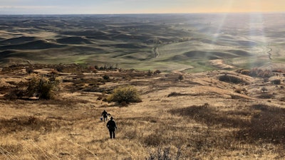 In this Oct. 22 photo, E.J. Brandt and David Benscoter, amateur botanists with The Lost Apple Project, walk toward an orchard in the Steptoe Butte area near Colfax, WA.