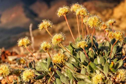 This photo shows Tiehm's buckwheat in the Silver Peak Range about 120 miles southeast of Reno, Nevada.
