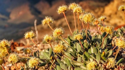 This photo shows Tiehm's buckwheat in the Silver Peak Range about 120 miles southeast of Reno, Nevada.