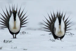 The Greater Sage Grouse perform a mating ritual on a lake near Walden, Colorado.