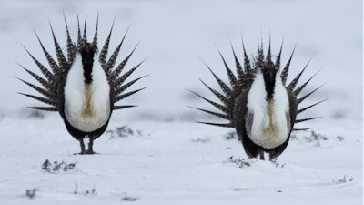 The Greater Sage Grouse perform a mating ritual on a lake near Walden, Colorado.