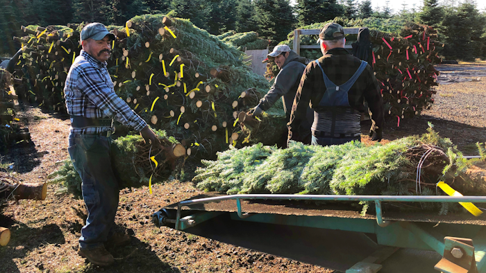 In this Dec. 5, 2019 photo, workers — most of them from Mexico — load Christmas trees onto a truck at Hupp Farms in Silverton, Ore. On Wednesday, Dec. 11, 2019, the U.S. House passed a bill that would loosen restrictions on hiring foreign agricultural workers and create a path to citizenship for more than 1 million farm workers estimated to be in the country illegally. The bill's fate in the Senate is unclear, and the White House hasn't said if President Donald Trump would sign it. But the 260-165 vote was a rare stroke of bipartisanship on immigration.