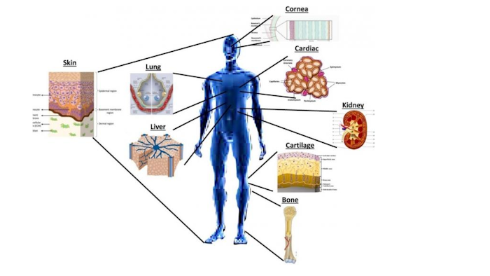 Bioprinting of potential tissue-engineered constructs.