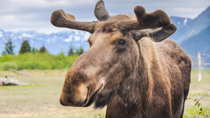 Moose