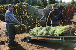 In this Dec. 5, 2019 photo, workers — most of them from Mexico — load Christmas trees onto a truck at Hupp Farms in Silverton, Ore. On Wednesday, Dec. 11, 2019, the U.S. House passed a bill that would loosen restrictions on hiring foreign agricultural workers and create a path to citizenship for more than 1 million farm workers estimated to be in the country illegally. The bill's fate in the Senate is unclear, and the White House hasn't said if President Donald Trump would sign it. But the 260-165 vote was a rare stroke of bipartisanship on immigration.