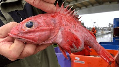 In this Dec. 11, 2019 photo, Kevin Dunn, who fishes off the coasts of Oregon and Washington, holds a rockfish at a processing facility in Warrenton, Oregon. A rare environmental success story is unfolding in waters off the U.S. West Coast as regulators in January 2020 are scheduled to reopen a large area off the coasts of Oregon and California to groundfish bottom trawling fishing less than two decades after authorities closed huge stretches of the Pacific Ocean due to the species' depletion.